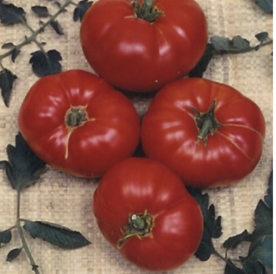 Box Car Willie Tomato