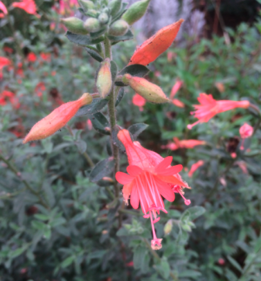 Sierra Salmon California Fuchsia - 1 gal