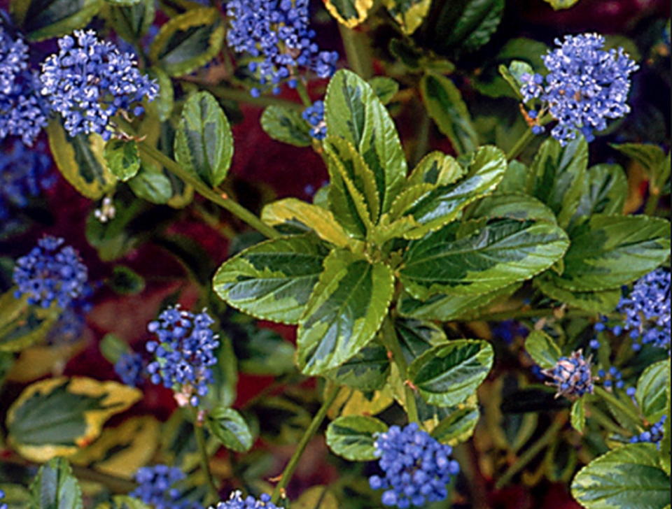 Ceanothus &#39;Zanzibar&#39; - 1 gal