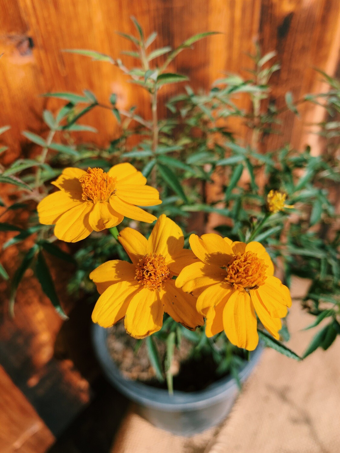 Mexican Bush Marigold