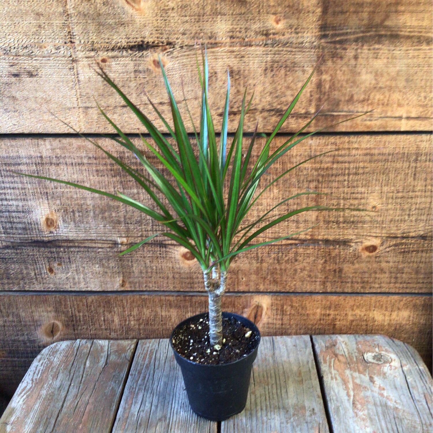 Dracaena Marginata - 4&quot;