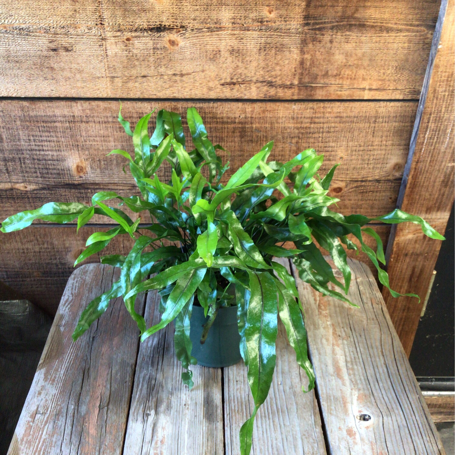 Fern- Kangaroo Paw - 6&quot;