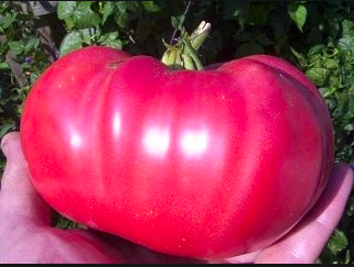 Omar’s Lebanese Tomato - 4&quot;