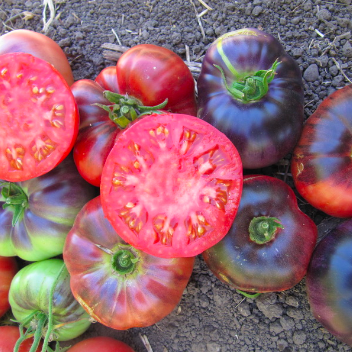 Blood Moon Tomato