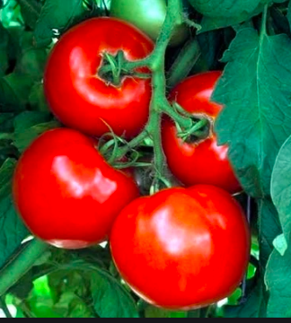 Celebrity Tomato- OG-4&quot;