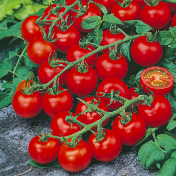 Cherry Red Tomato