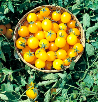 Gold Nugget Tomato