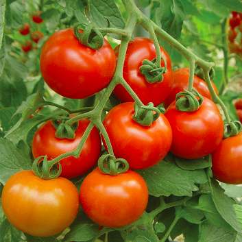 Goliath Tomato