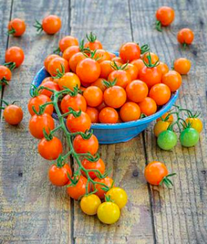Honeycomb Tomato - 4&quot;