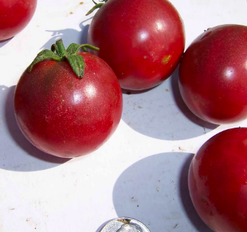 Haley’s Purple Comet Tomato
