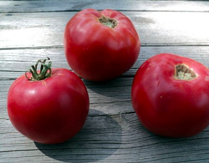 Goose Creek Tomato