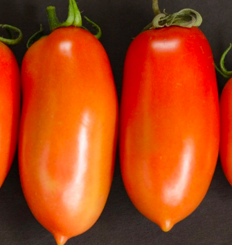 Tomato &#39;Roma&#39; - 4&quot;