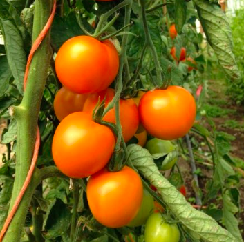 Jaune Flamme (Saladette) Tomato
