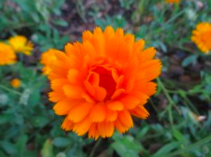 Brilliant Orange Calendula Seeds OG