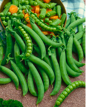 Green Arrow Shelling Pea Seeds