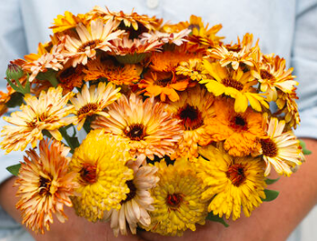 Flashback Mix Calendula Seeds