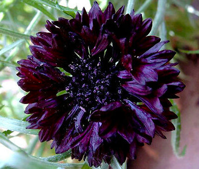 Black Button Centaurea Seeds