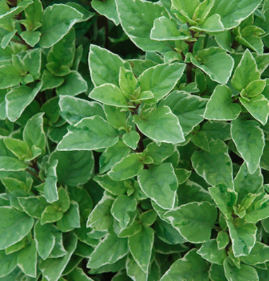 Basil &#39;Greek Columnar&#39; OG - 4&quot;