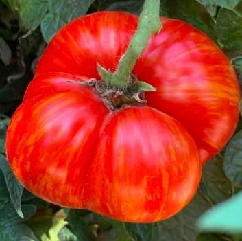 Hannah&#39;s Prize (Beefsteak) Tomato