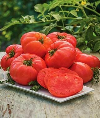 Atlas Tomato