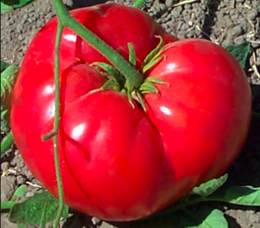 Gregori Altai Tomato