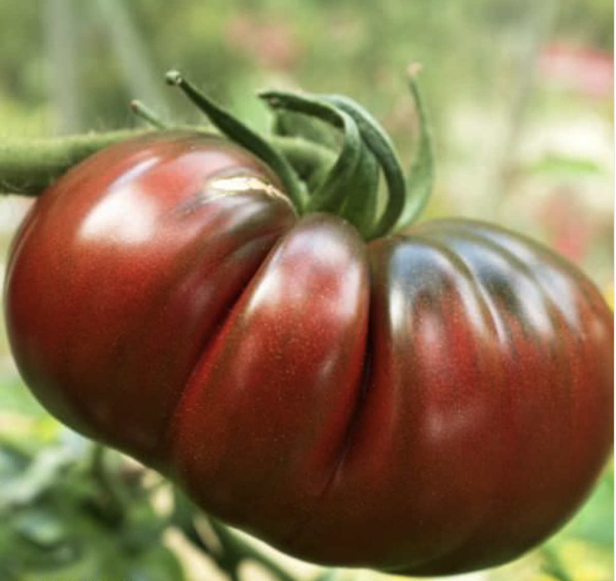 Black Russian Tomato