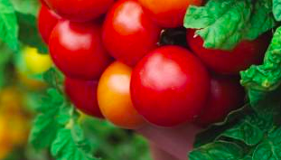 Tomato &#39;Gold Medal&#39; OG - 4&quot;