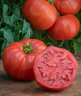 Bodacious Tomato