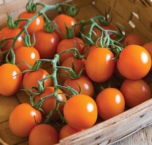 Clementine (Cherry) Tomato