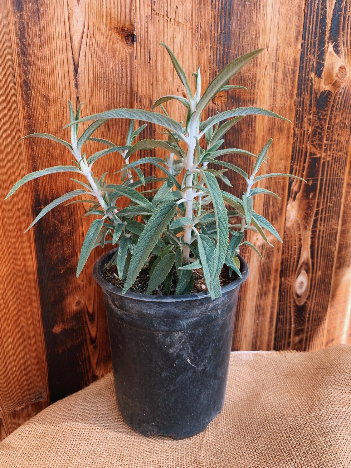 Mexican Bush Sage - 1 gal