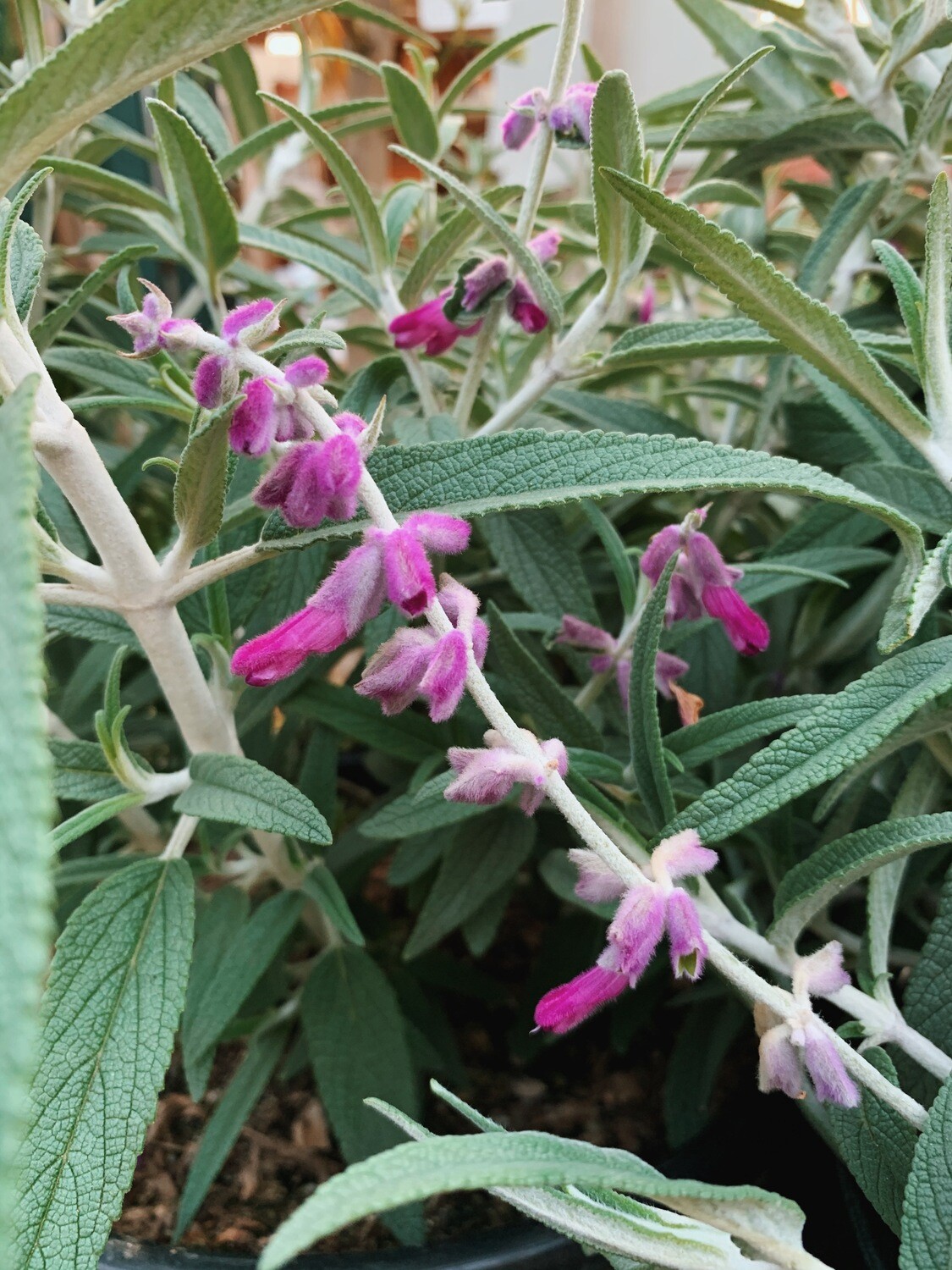 Salvia leucantha &#39;Midnight&#39; - 5 gal (Mexican Bush Sage)