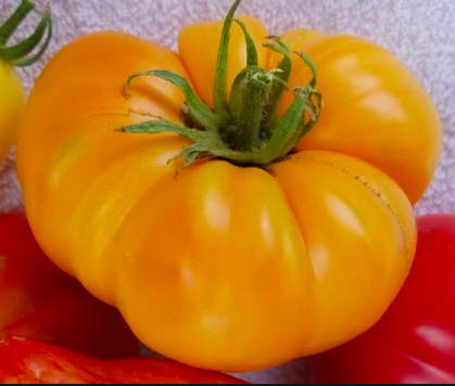 Dr. Wyche&#39;s Yellow Tomato