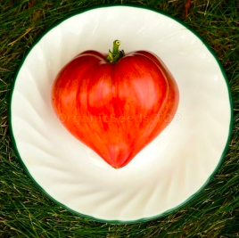 Crushed Heart Tomato (Oxheart)