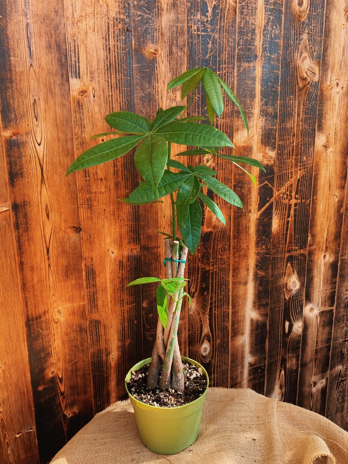 Braided Money Tree - 6&quot;