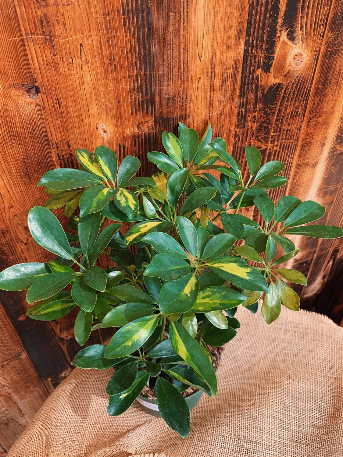 Schefflera arboricola &#39;Variegata&#39; (Dwarf Umbrella Tree) - 6&quot;