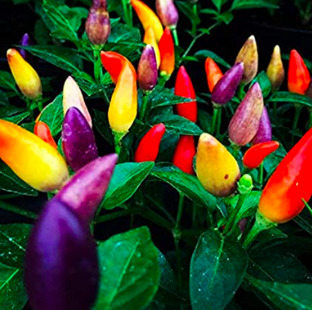 Pepper &#39;Chinese 5 Color&#39; - 4&quot;