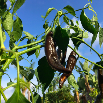 Chili Pepper &#39;Holy Mole&#39; - 4&quot; (AR)