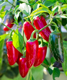 Chili Pepper &#39;Chipotle Jalapeno&#39; - 4&quot; (AR)