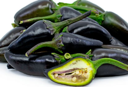 Purple Jalepeño Pepper - 4&quot;