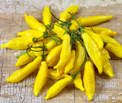 Chili Pepper &#39;Lemon Drop&#39; - 4&quot;