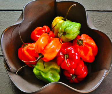 Scotch Bonnet Yellow Pepper -4&quot;