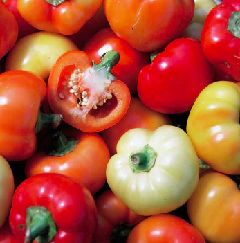 Pepper Sweet &#39;Alma Paprika&#39; - 4&quot; 