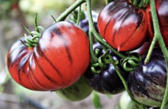 Amethyst Jewel Tomato
