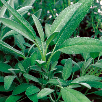Sage &#39;Broadleaf&#39; - 4&quot;