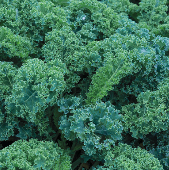 Kale &#39;Scotch Blue Curled&#39; - 4&quot;