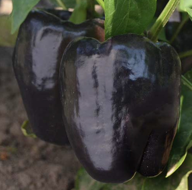 Purple Beauty Bell Pepper -4&quot;