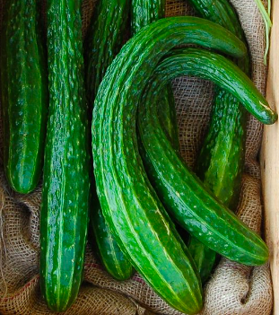Cucumber &#39;Suyo Long&#39; - 4&quot;