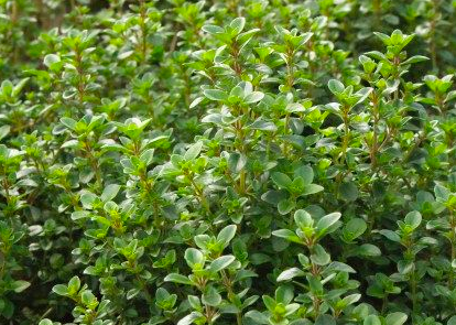 Pizza Thyme - 4&quot;