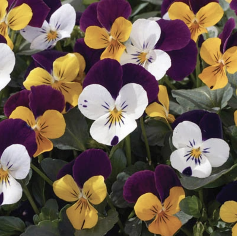 Viola Penny Lane Mix - 4&quot;