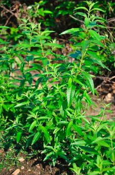 Lemon Verbena - 4&quot;